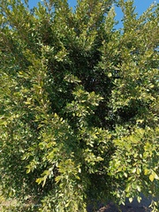 Ficus benjamina benjamina