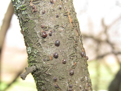 Parthenolecanium corni