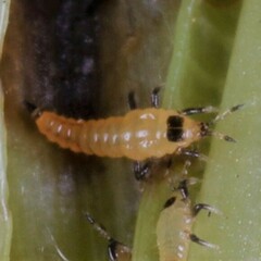 Thysanoptera