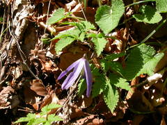 Clematis alpina