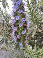 Echium virescens image