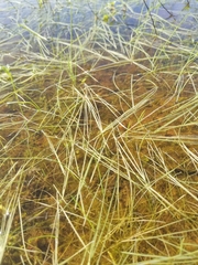 Deschampsia danthonioides