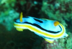Chromodoris annae