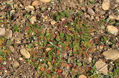 Erodium cicutarium