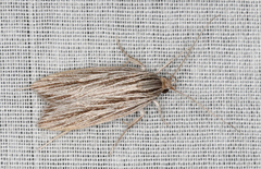 Leistarcha scitissimella