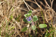 Veronica triloba