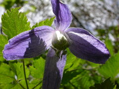 Clematis alpina