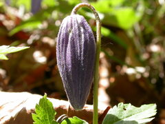 Clematis alpina