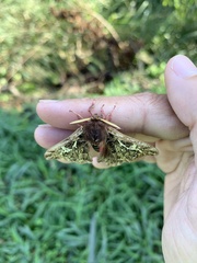 Dirphiopsis epiolina