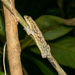 Geckolepis