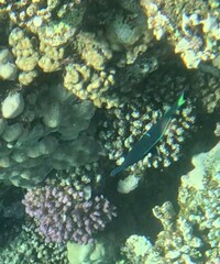 Gomphosus klunzingeri