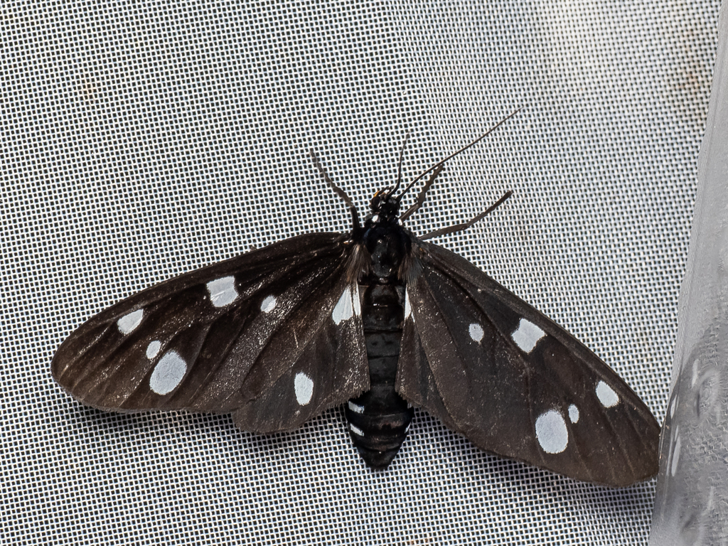 Tritonaclia