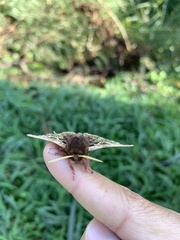 Dirphiopsis epiolina