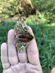 Dirphiopsis epiolina