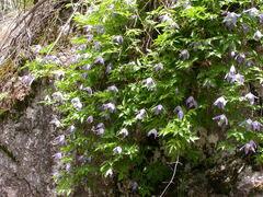 Clematis alpina