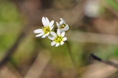 Draba verna