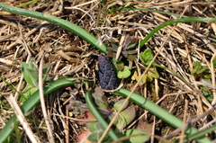 Muscari neglectum