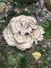 Meripilus sumstinei image