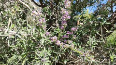 Carmichaelia australis