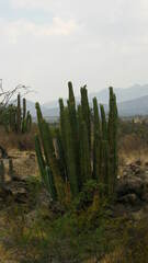 Isolatocereus dumortieri