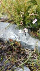 Veronica decora