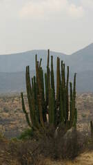 Isolatocereus dumortieri