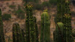 Isolatocereus dumortieri