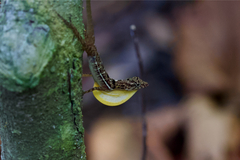 Anolis osa
