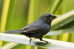 Cyanoloxia cyanoides