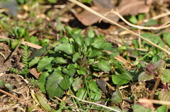Viola arvensis