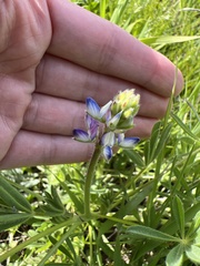 Lupinus bicolor
