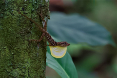 Anolis osa