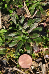 Arabidopsis thaliana