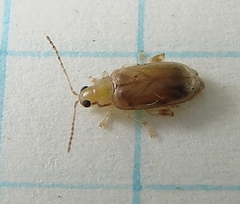Systena marginalis