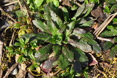 Arabidopsis thaliana