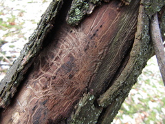 Scolytus