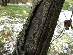 Scolytus