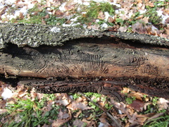 Scolytus