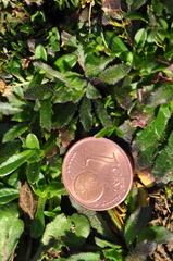 Arabidopsis thaliana