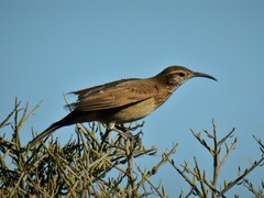 Upucerthia dumetaria