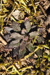 Arabidopsis thaliana