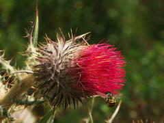 Cirsium ehrenbergii