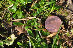 Arabidopsis thaliana