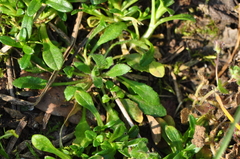 Arabidopsis thaliana