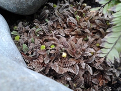 Leptinella pusilla