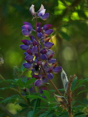 Lupinus montanus