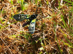 Chrysocale principalis