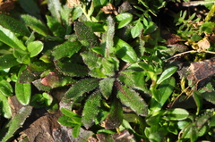 Arabidopsis thaliana