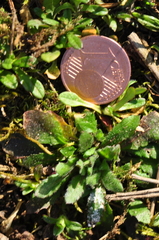 Arabidopsis thaliana