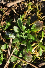 Arabidopsis thaliana